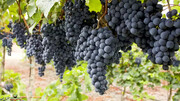 ۱۸۰ هزارتن انگور از باغات آذربایجان‌غربی برداشت خواهدشد