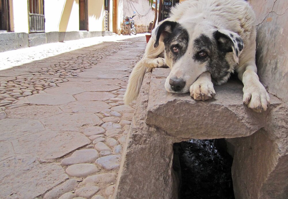 روش‌های کنترل سگ‌های ولگرد در دنیا؛ کشور بدون سگ ولگرد کجاست؟