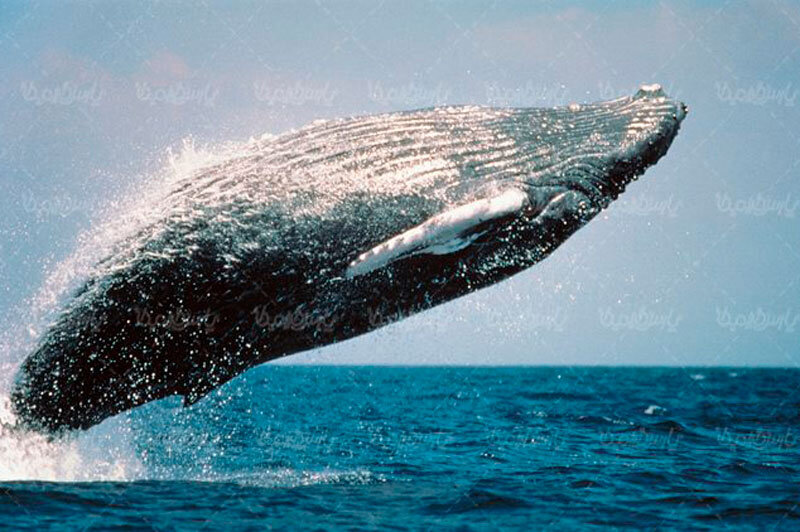 ببینید | تصاویر منحصربفرد از پرواز تماشایی نهنگ‌ها در دریا