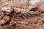 کشف اتفاقی فسیل جانوری قدیمی‌تر از دایناسورها/ عکس