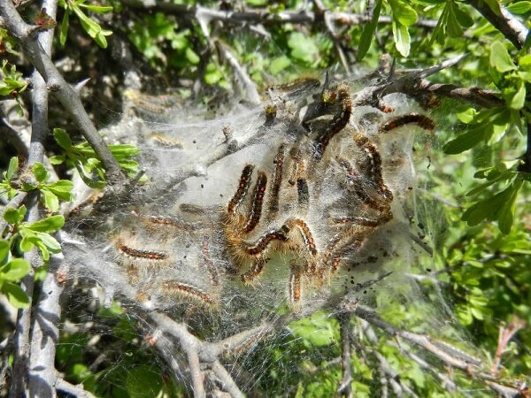خسارت آفت برگ خوار بلوط درحال افزایش است
