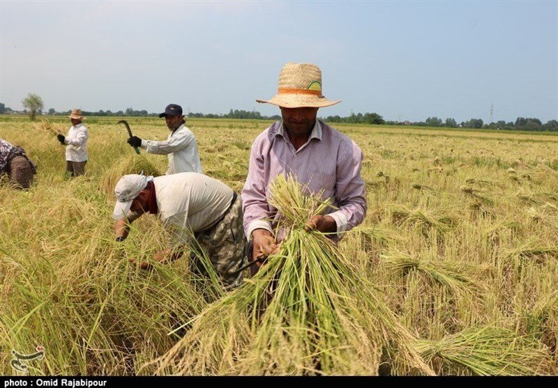رواج «ساقه دزدی» از شالیزارهای برنج