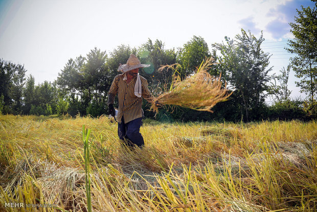 رواج «ساقه دزدی» از شالیزارهای برنج