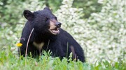 نخستین خرس سیاه آسیایی در حاجی آباد مشاهده شد