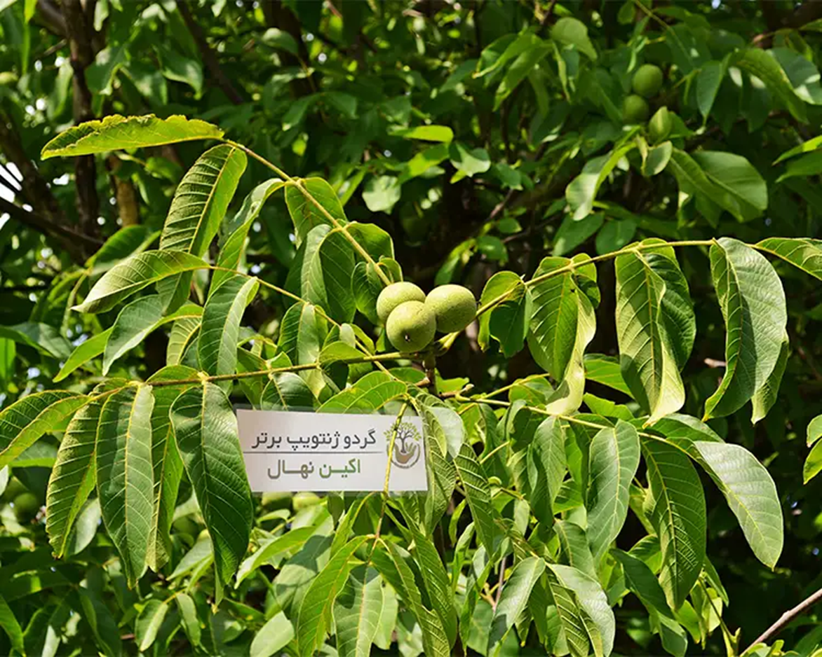 علت ریختن نمک پای درخت گردو و تاثیر آن