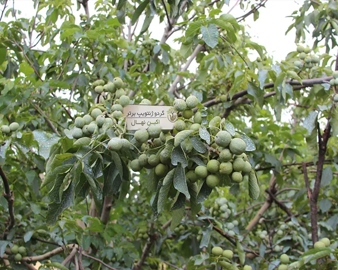 علت ریختن نمک پای درخت گردو و تاثیر آن