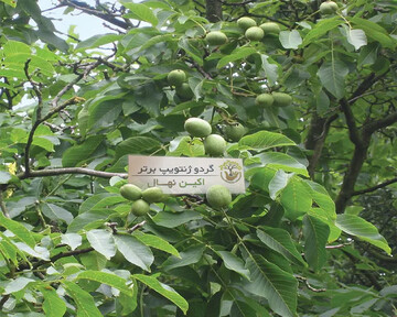 علت ریختن نمک پای درخت گردو و تاثیر آن