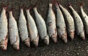 قیمت انواع ماهی در بازار / سالمون ایرانی و استیک ماهی شیر جنوب چقدر چوب خورد؟