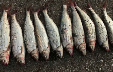 قیمت انواع ماهی در بازار / ماهی سفید دریایی چند؟