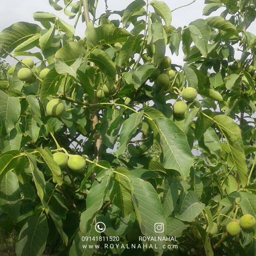 احداث باغ گردو چندلر راهی برای سرمایه گذاری