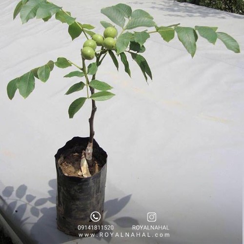 احداث باغ گردو چندلر راهی برای سرمایه گذاری