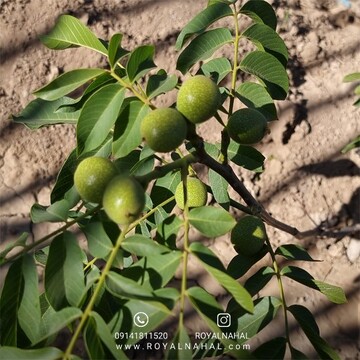 احداث باغ گردو چندلر راهی برای سرمایه گذاری