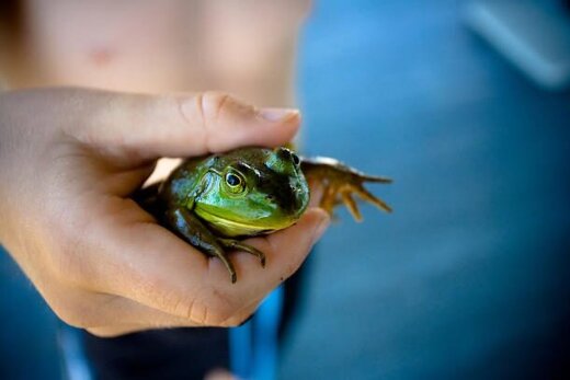 عکس | نقش مهم و باورنکردنی قورباغه در سلامتی انسان!  عکس | نقش مهم و باورنکردنی قورباغه در سلامتی انسان!