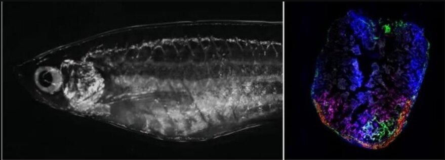 توانایی عجیب و حیرتانگیز گورخرماهی