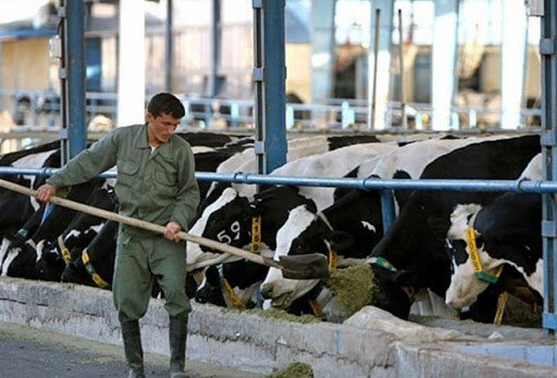 خبر خوش وزیر جهادکشاورزی برای دامداران