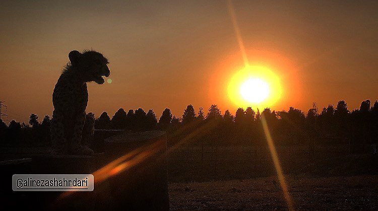 وزن «پیروز» از پنج کیلوگرم عبور کرد؛ آخرین تصویر از تولهیوزپلنگ ایرانی در غروب آفتاب/ عکس