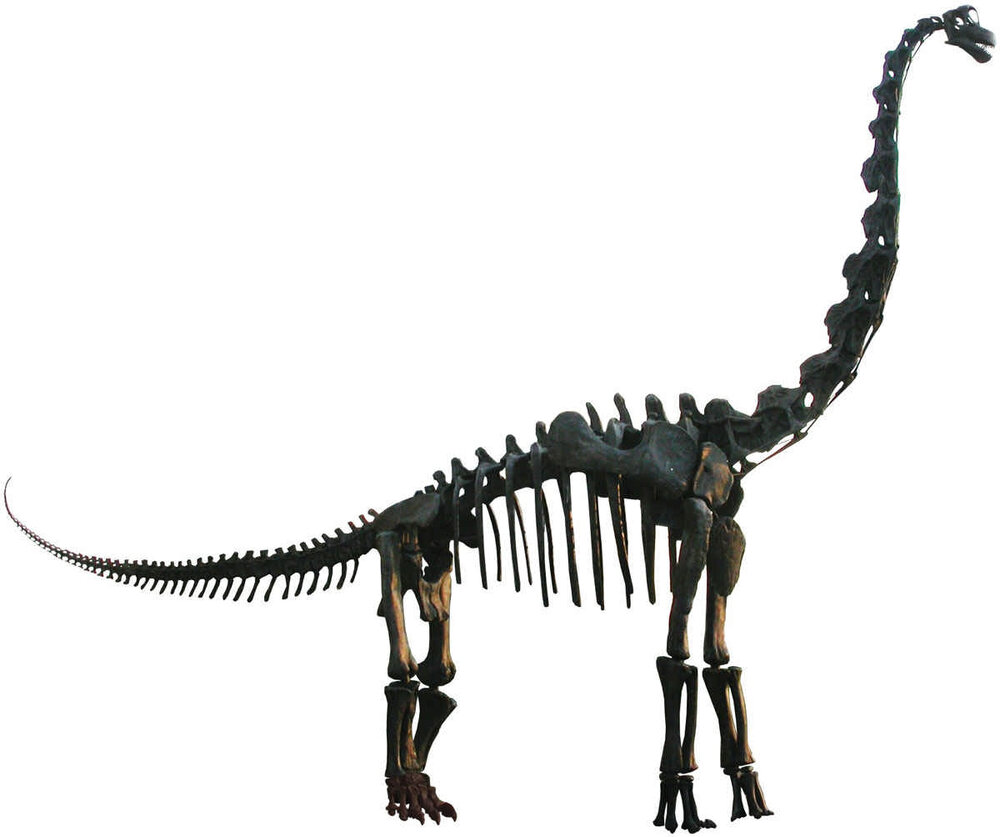 کشف شگفت‌انگیز فسیل دایناسور در حیاط خانه!