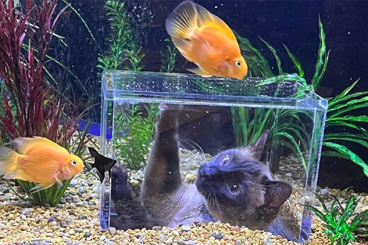 ببینید | لحظه عجیب نوازش یک گربه توسط ماهی با محبت