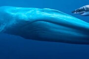 کوسه سفید می‌تواند نهنگ شکار کند؟