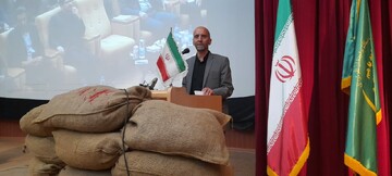 تحت هر شرایطی کشت برنج در لرستان ممنوع است  تحت هر شرایطی کشت برنج در لرستان ممنوع است