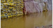 تکلیف برنج‌های باران زده چه شد؟ / بررسی ها هنوز تمام نشده