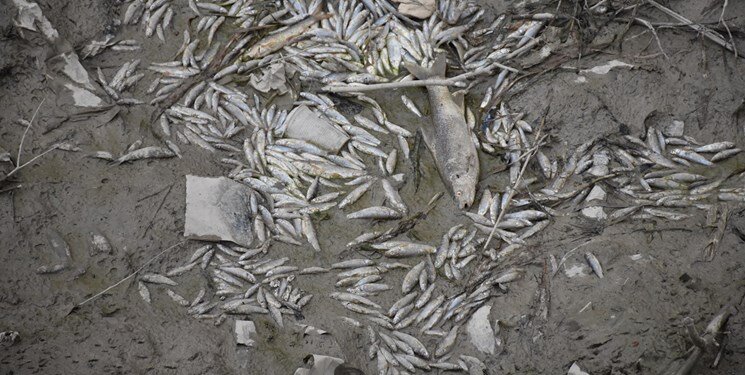 برداشت بی رویه آب از رودخانه دره شور دهدشت سبب تلف شدن آبزیان شد