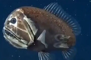 ببینید | کشف یک ماهی ترسناک با صورتی شبیه هیولا!