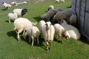 قیمت جدید گوسفند و گوساله زنده در شهرهای مختلف اعلام شد + جدول