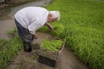 برنجکاری زراعتی که نابود می شود/ کشاورزانی که سرایدار ویلای زمین خود می‌شوند
