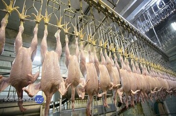 بازگشت کشتارگاه آنامیس به چرخه فعالیت در دستور کار است
