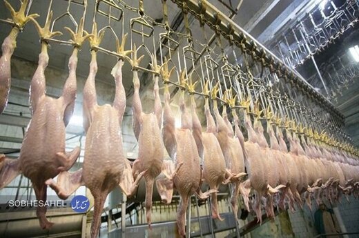 بازگشت کشتارگاه آنامیس به چرخه فعالیت در دستور کار است بازگشت کشتارگاه آنامیس به چرخه فعالیت در دستور کار است