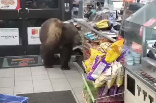 ببینید | دزدی خنده‌دار خرس گریزلی از یک سوپرمارکت