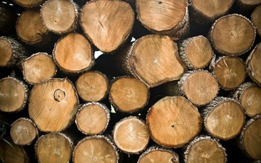 ببینید | تمسخر زمستان سخت اروپا توسط لوکاشنکو: می‌توانید بین چوب صنوبر و توس انتخاب کنید!