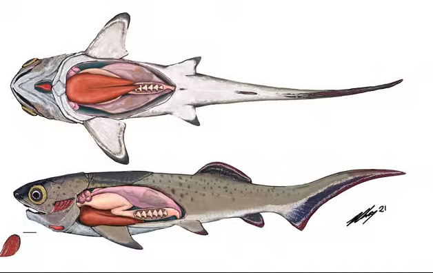 فسیل ۳۸۰ میلیون سالهی قلب ماهی در دل یک صخرهی مرجانی کشف شد/ تصاویر