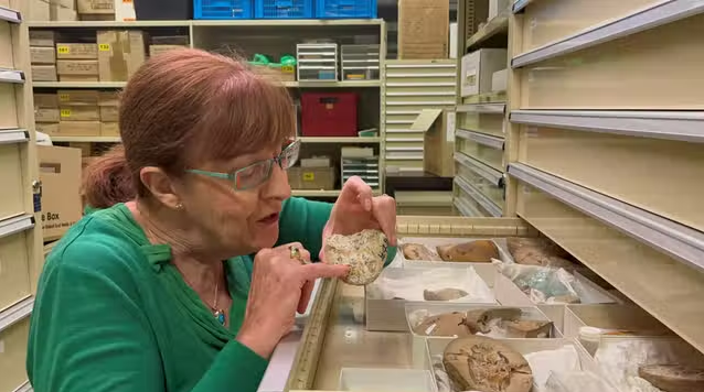 فسیل ۳۸۰ میلیون سالهی قلب ماهی در دل یک صخرهی مرجانی کشف شد/ تصاویر