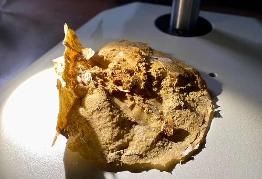 فسیل ۳۸۰ میلیون سالهی قلب ماهی در دل یک صخرهی مرجانی کشف شد/ تصاویر