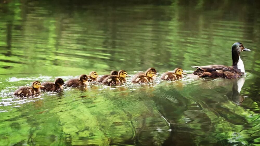 جایزهای برای پژوهشهای خندهدار علمی/ برندگان ایگنوبل معرفی شدند