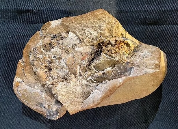 کشف قدیمیترین قلب جهان/ عکس