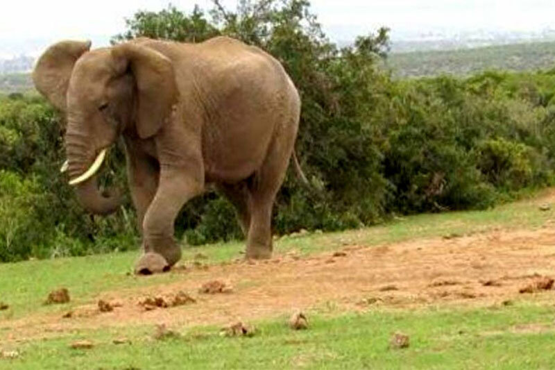ببینید | فیل رفتگر در جنگل‌های آمازون!
