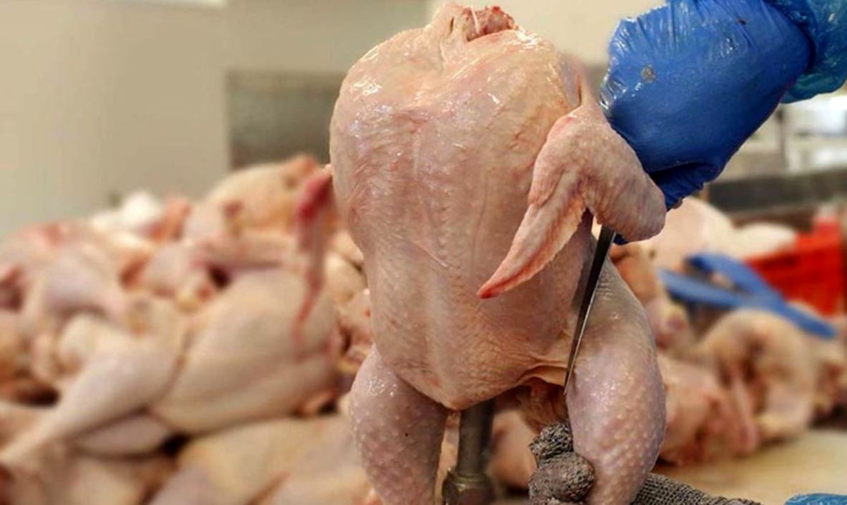 پیش‌بینی قیمت مرغ در روزهای آینده/ گرانی بیشتر به نفع کیست؟