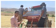 آغاز کشت کلزا در اراضی کشاورزی شهرستان کیار