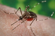 ببینید | زنگ خطر مالاریا در سیستان و بلوچستان به صدا درآمد