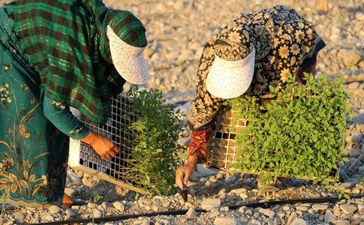 کشت گوجه‌فرنگی در کهورستان بندرخمیر آغاز شد