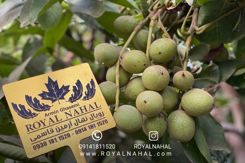 تجارت طلای سبز با کاشت گردو ژنوتیپ رویال تیپ۷