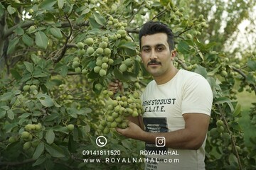 تجارت طلای سبز با کاشت گردو ژنوتیپ رویال تیپ۷