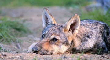 عکس | رمزگشایی شگفت انگیز از دلبستگی گرگ‌ها به انسان‌ها !
