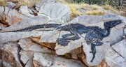 عکس | کشف استثنایی فسیل سالم و دست‌نخورده یک دایناسور