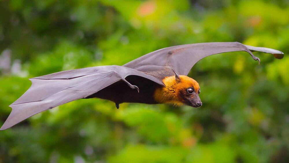 عکس | این گزارش ترسناک است؛ خفاش‌ها چقدر برای انسان‌ها خطرآفرین‌اند؟