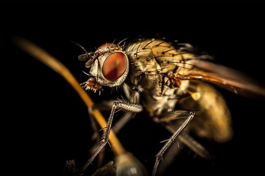 چرا باید از مگس‌ها دوری کنیم؟/ واقعیتی ترسناک درباره این حشرات موذی