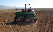 برداشت بیش‌از ۱۵۵هزارتن جو از مزارع کشاورزی قزوین